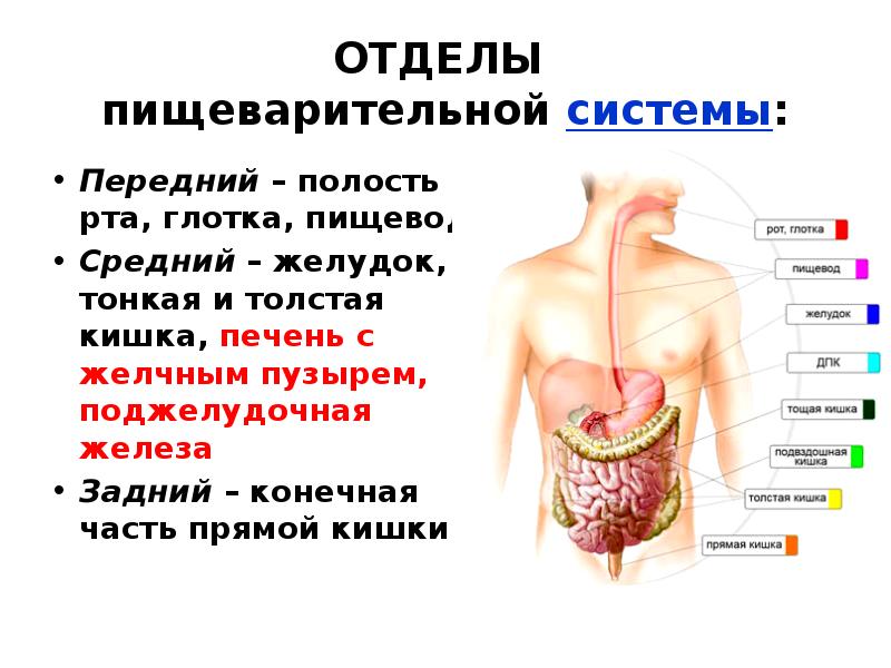 Физиология пищеварительной системы презентация