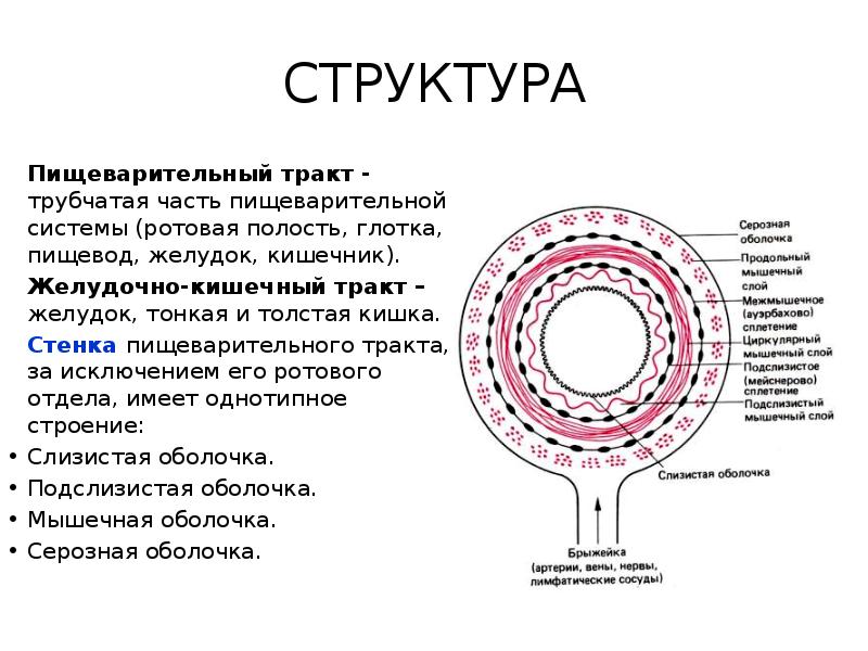 Строение стенки пищеварительного тракта