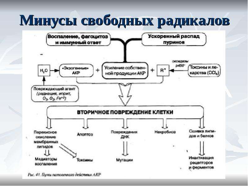 Свободнорадикальное окисление схема