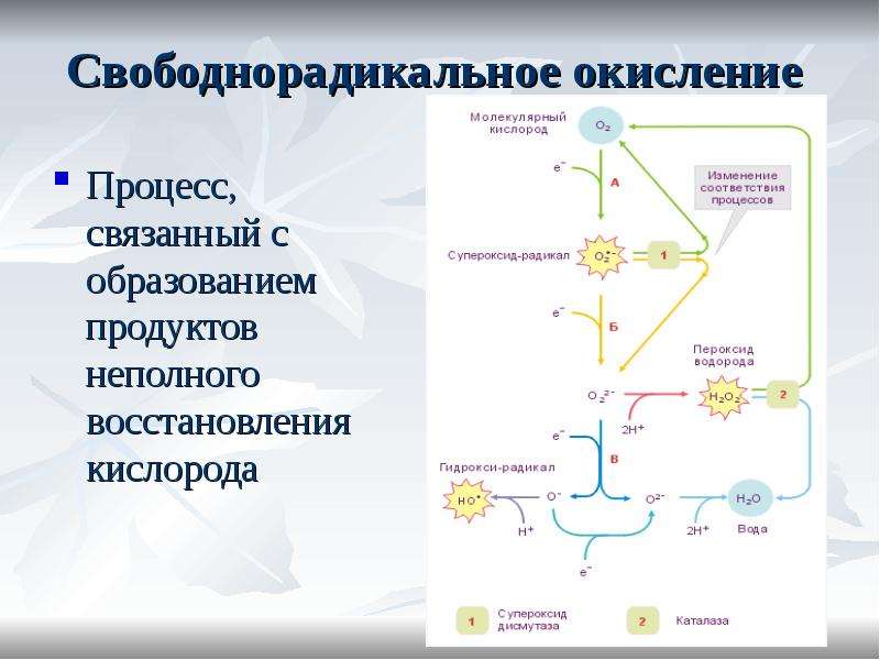 Окисление белков. Свободнорадикальные процессы в клетке. Механизм свободнорадикального окисления липидов. Свтблдно радикпльное окисление. Свобоно радикалное окисление.