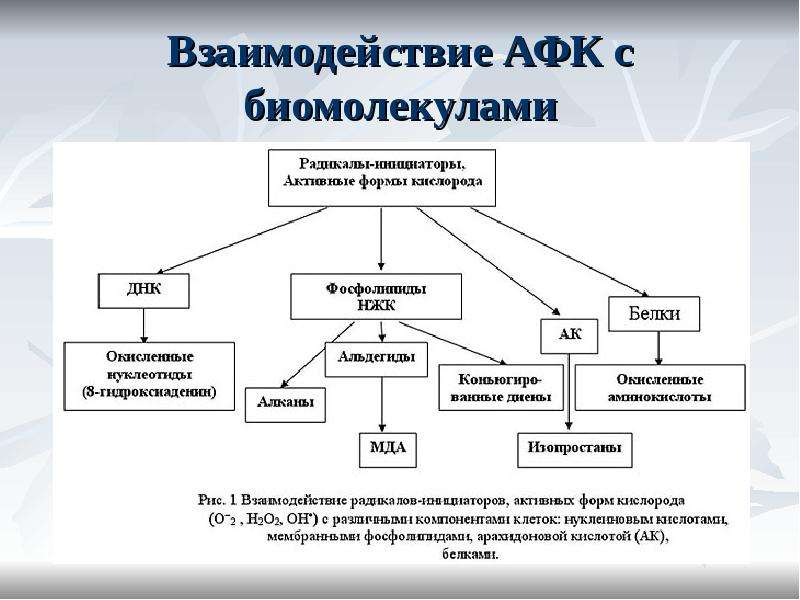 Свободнорадикальное окисление схема