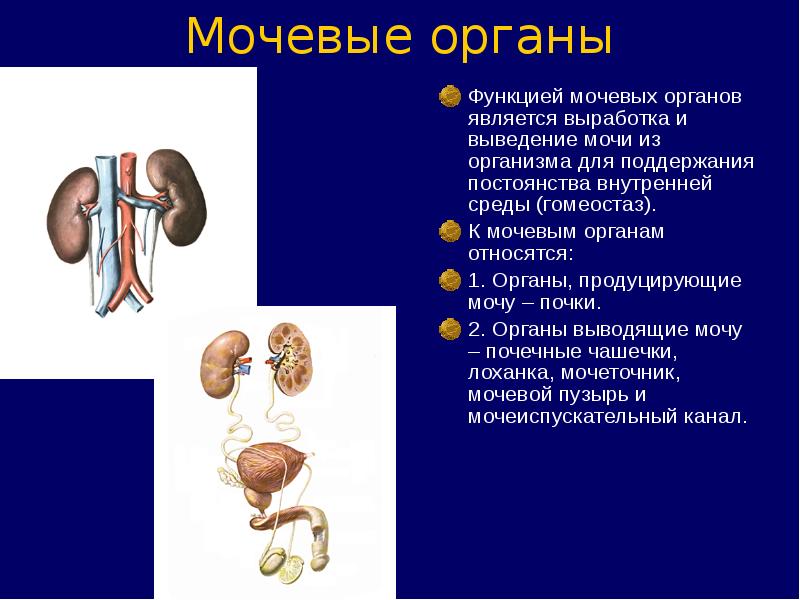 Функция мочевых органов. Органы мочевыделительной системы. Органы человека Мочеполовая система. Функции мочевыводящих органов. Органы мочеиспускательной системы человека.