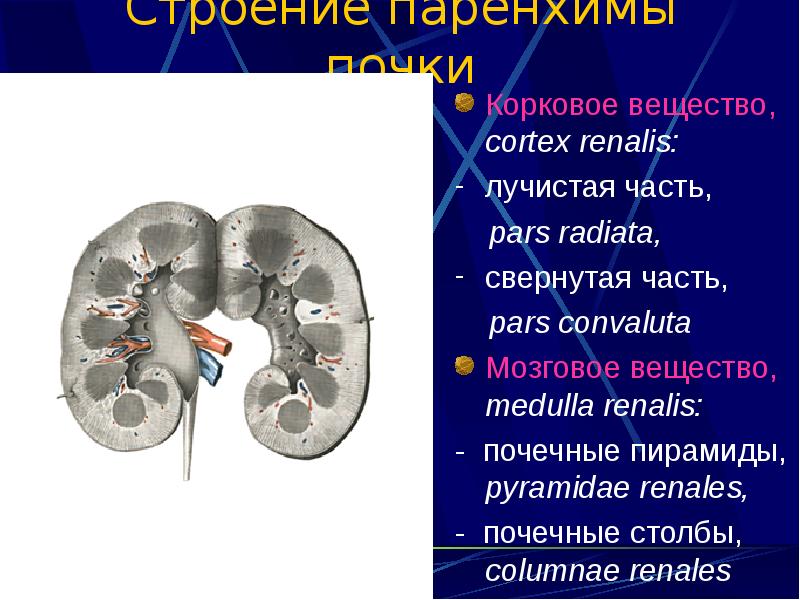 Расширена паренхима почки