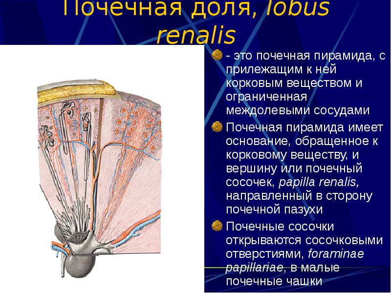 Наружный слой стенки почки называется