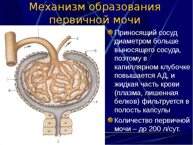 Диаметр сосудов. Механизм образования первичной мочи. Первичная моча в полости. Приносящий сосуд диаметром больше выносящего. Фильтрация первичной мочи происходит в капиллярном клубочке.