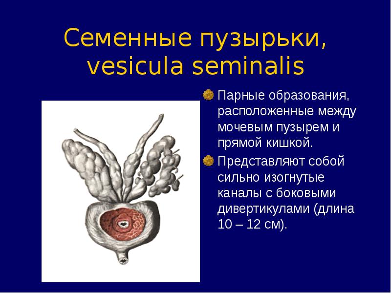 Семенные пузырьки анатомия