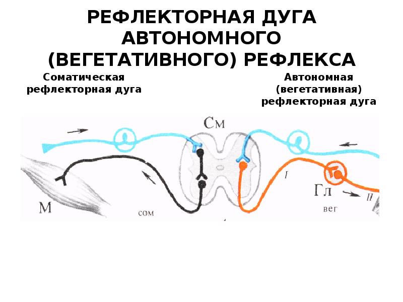 Схема рефлекторной дуги простейшего вегетативного рефлекса