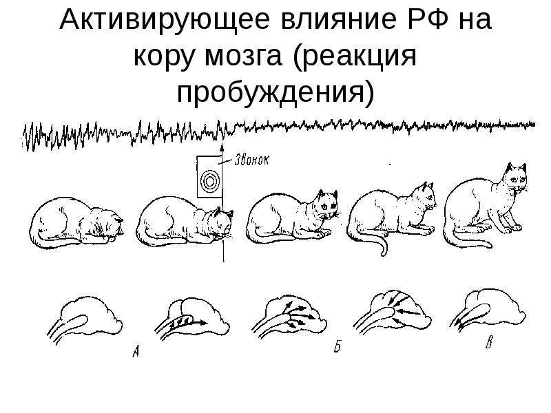 Реакция мозга. Активирующее влияние РФ на кору мозга. Активирующие влияния это. Реакция мозга замереть.