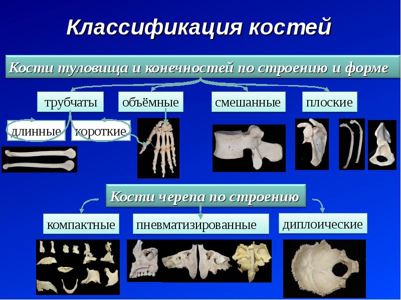 Ткань костей скелета