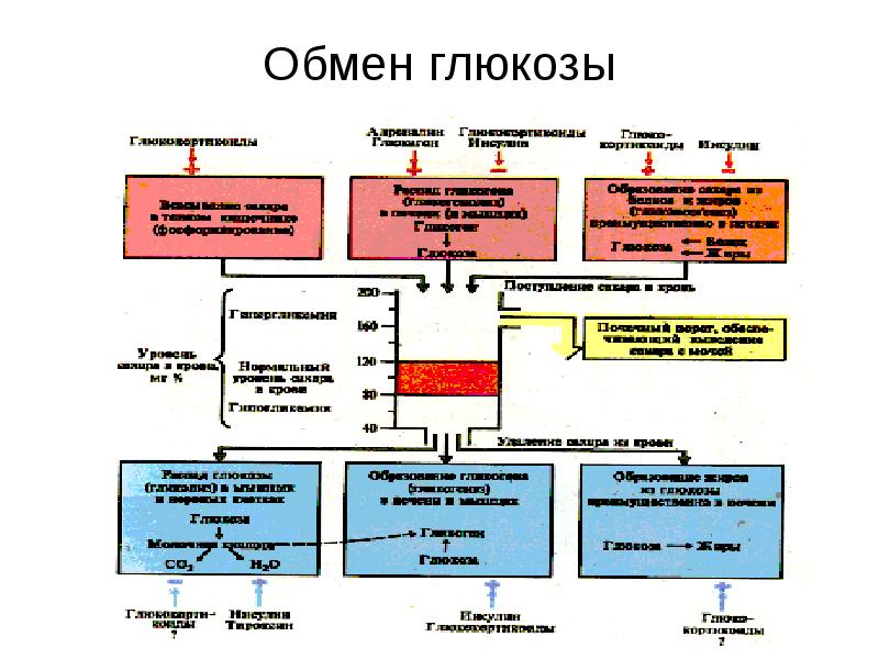 Процессы обмена глюкозы