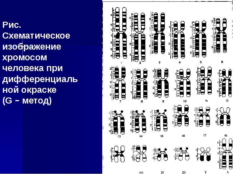 Что отражает генетическая карта