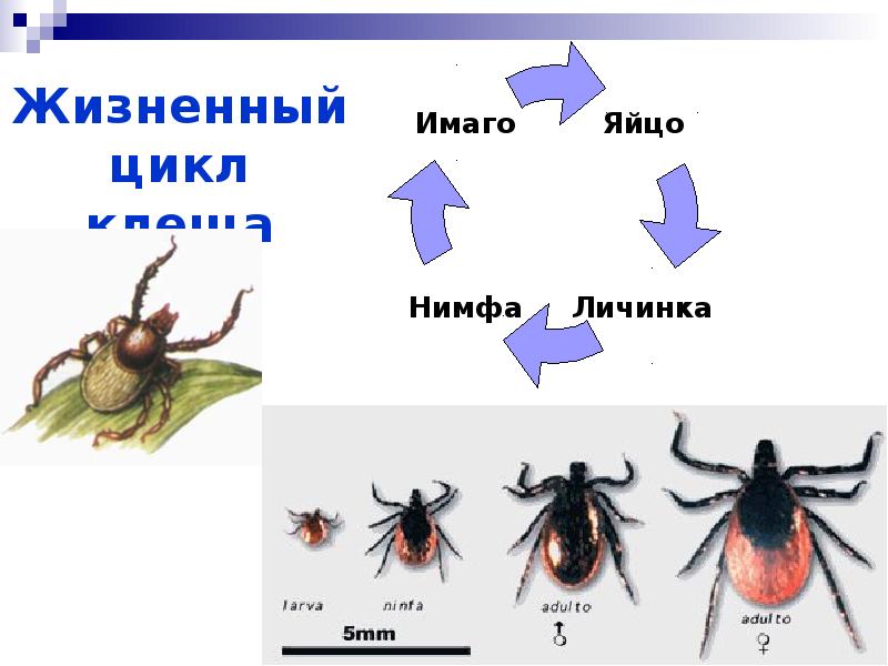 Схема жизненного цикла клеща