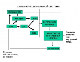 Роль реципрокного торможения