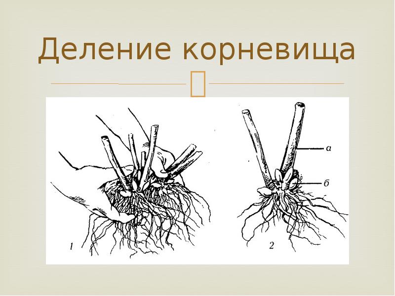 Размножение корневищами рисунок