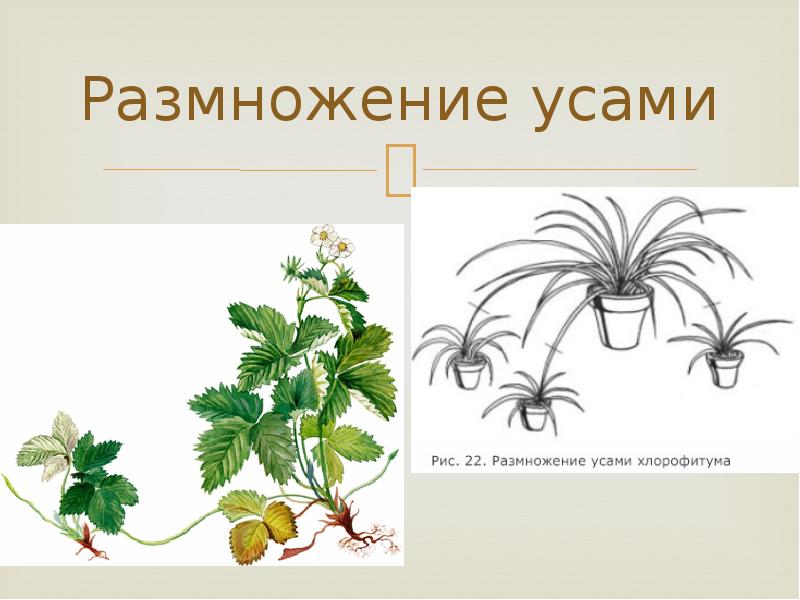 Способ вегетативного размножения растений усами