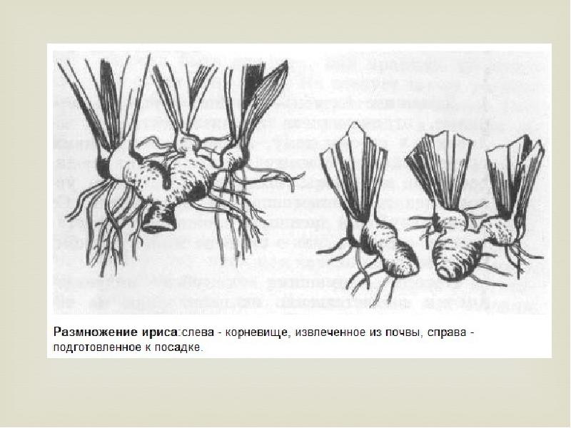 Как делить ирисы