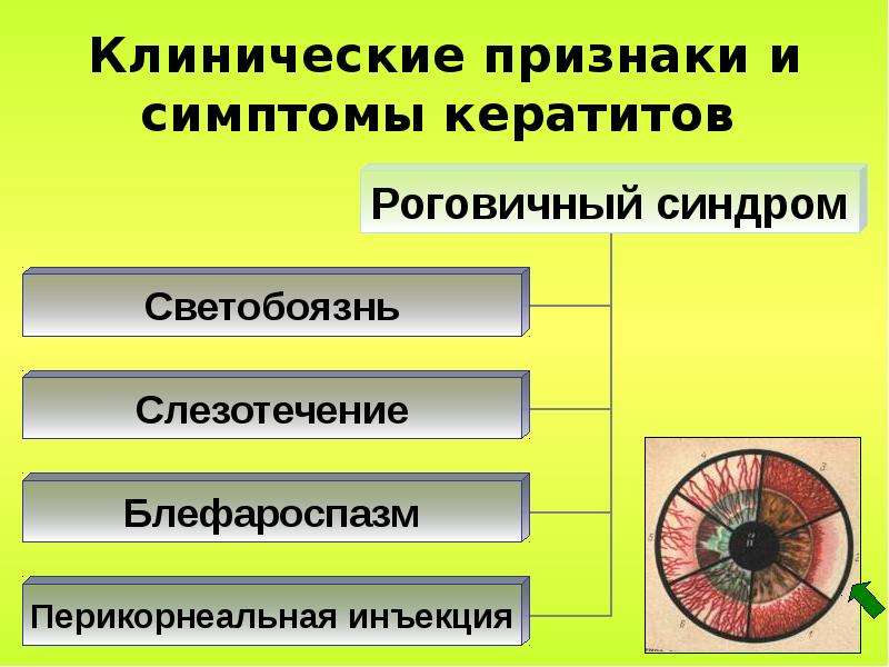 Экзогенные кератиты презентация