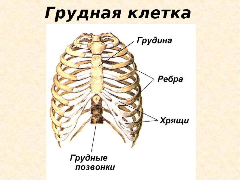 Строение ребер человека фото с описанием костей