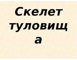 Скелет туловища