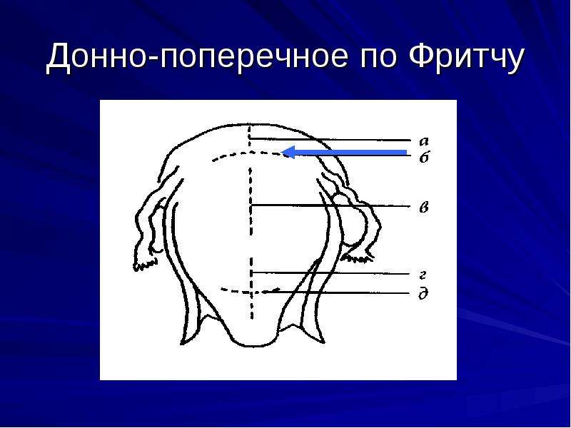 Кесарево сечение кошки картинки