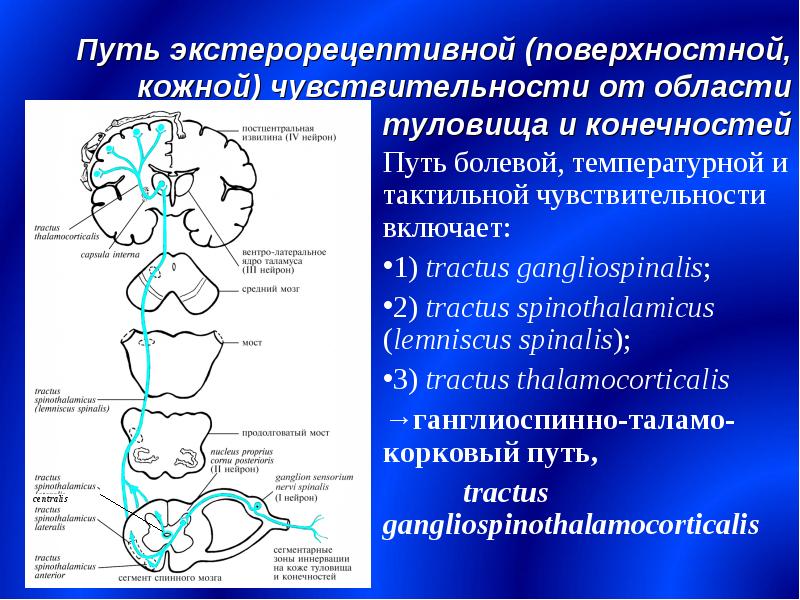 Проводящие пути презентация