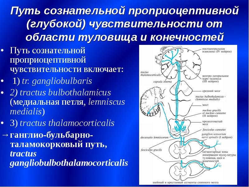 Проприоцептивная чувствительность презентация