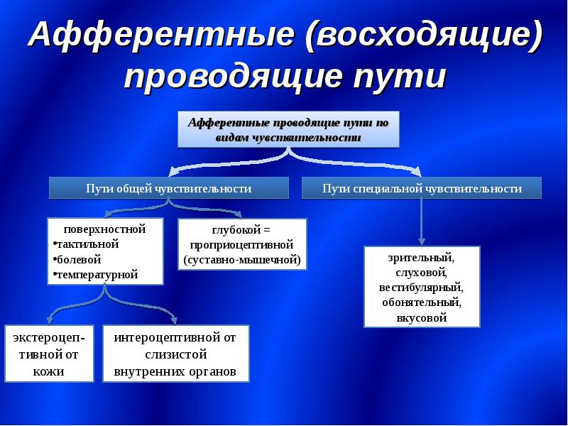 Проводящие пути презентация