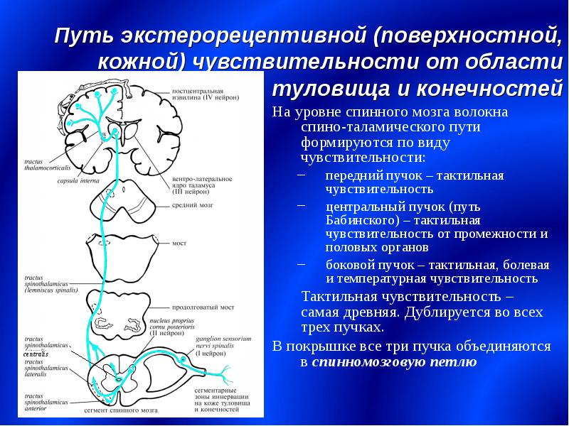 Путь поверхностной чувствительности схема