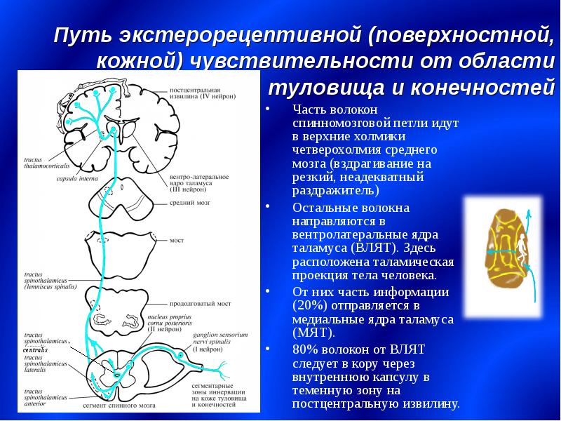 Проводящие пути