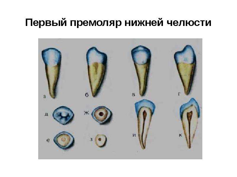 Первый премоляр нижней челюсти рисунок