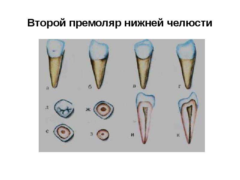 Первый премоляр нижней челюсти рисунок