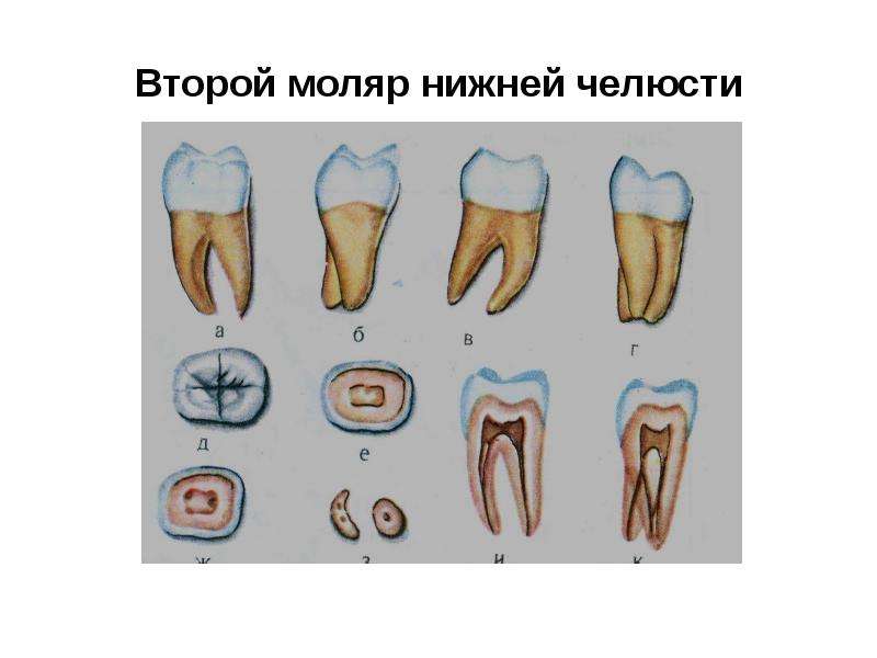 Первый второй моляр нижней челюсти