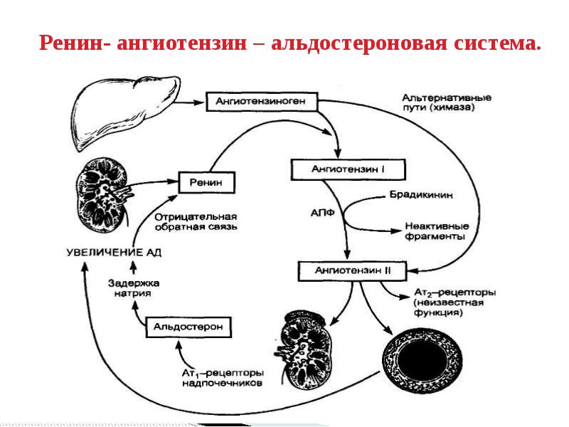 Схема раас физиология