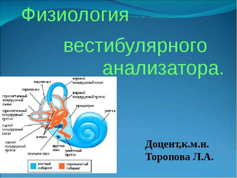 Проект вестибулярный аппарат