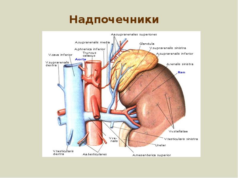 Схема кровоснабжение надпочечников