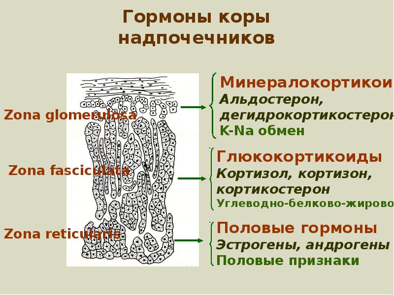 Система коры надпочечников