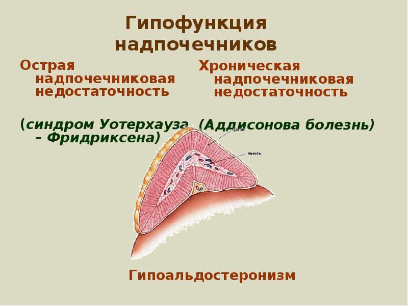 Гипофункция надпочечников презентация