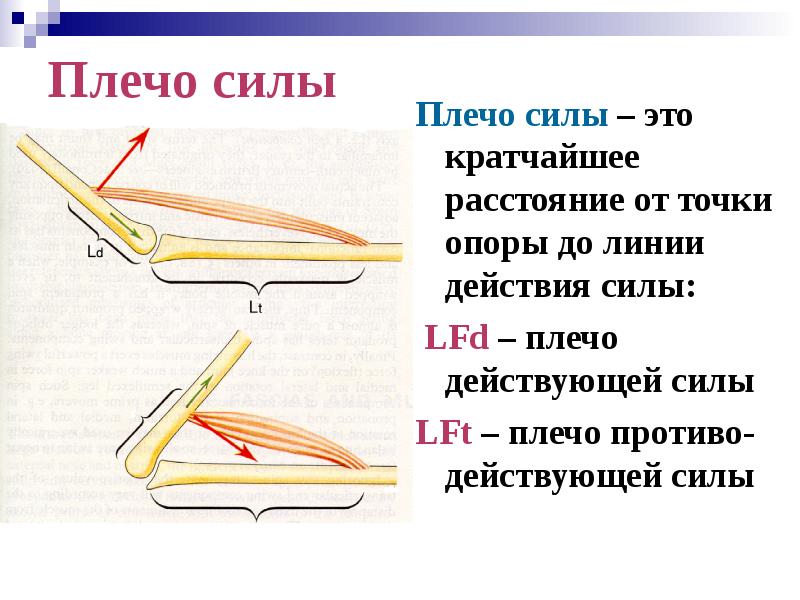 Плечо силы это. Плечо силы. Плечо силы в биомеханике. Момент силы биомеханика. Плечо силы это кратчайшее расстояние.