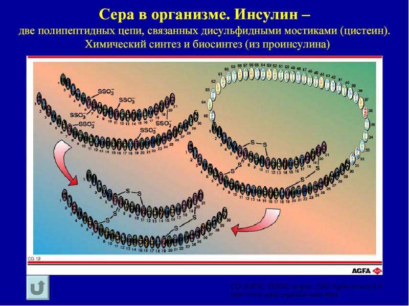 Элементы для презентации. Р элементы.