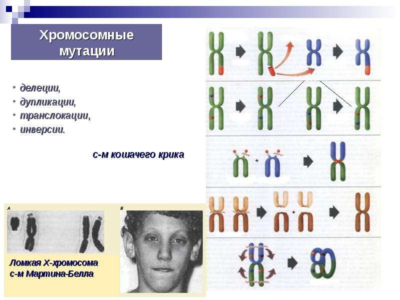 Хромосомные мутации это