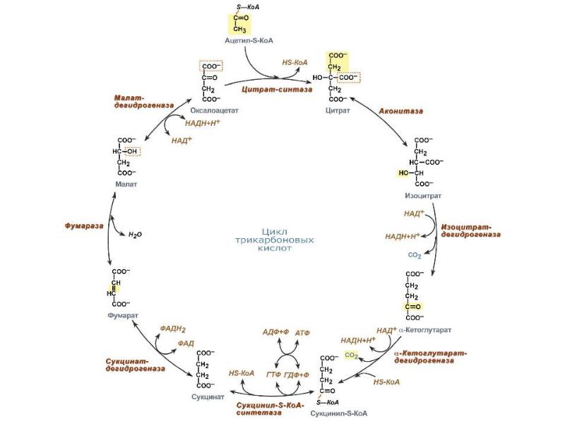 Цикл кребса биохимия кратко и понятно схема