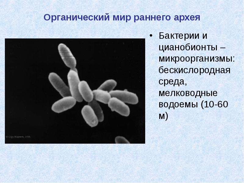 Признаки архей. Археи и архебактерии. Термоацидофильные археи. Надцарство археи. Бактерии и архебактерии.