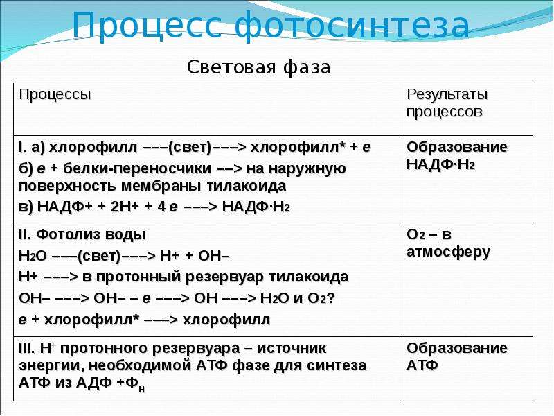 Реакции фазы фотосинтеза. Световая фаза фотосинтеза кратко. Процессы протекающие при фотосинтезе. Процесс световой фазы фотосинтеза кратко. Световая и темновая фаза фотосинтеза кратко.