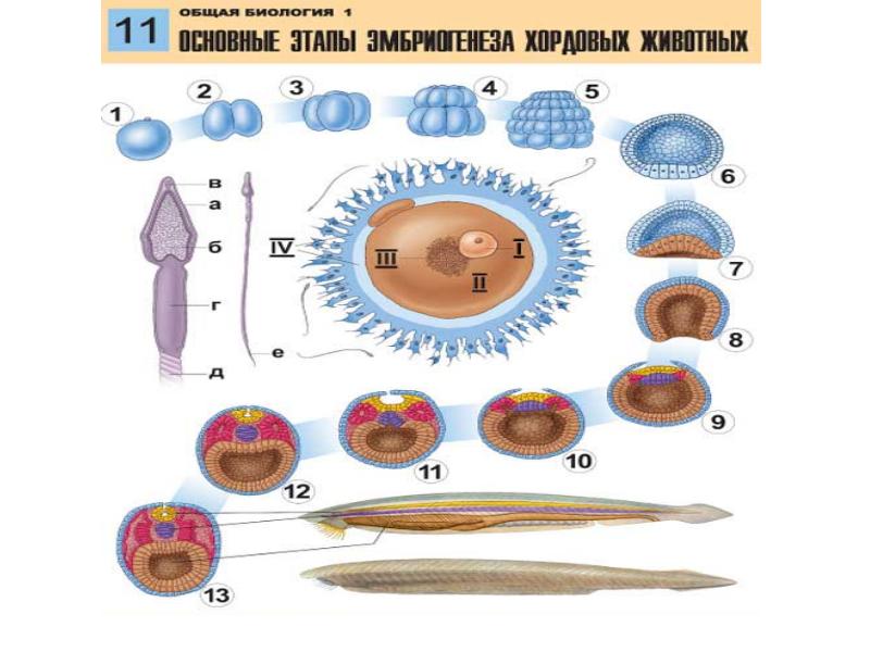 Эмбриогенез человека презентация