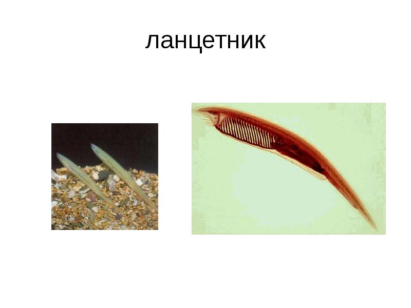 Ланцетник это