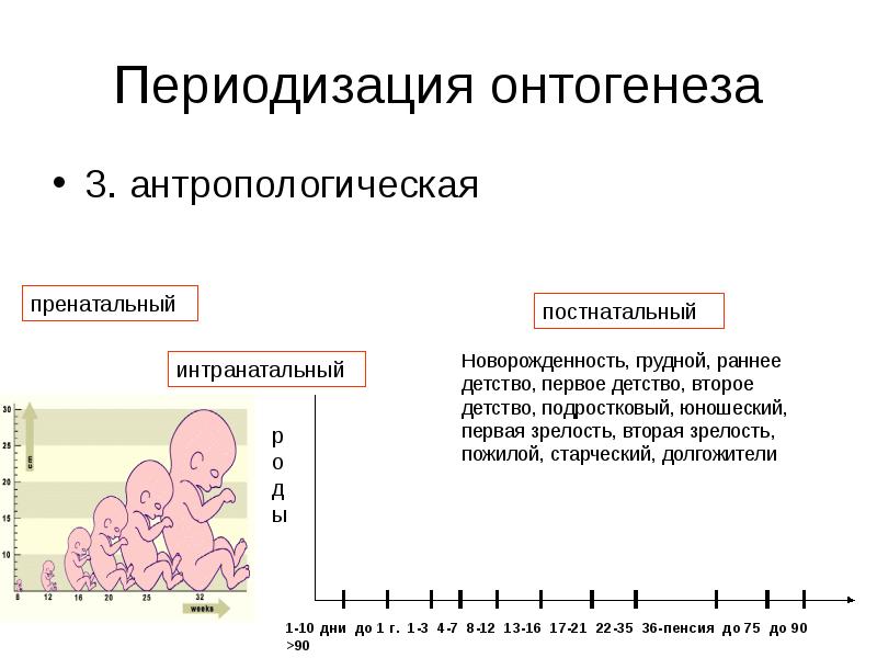 Онтогенез человека презентация