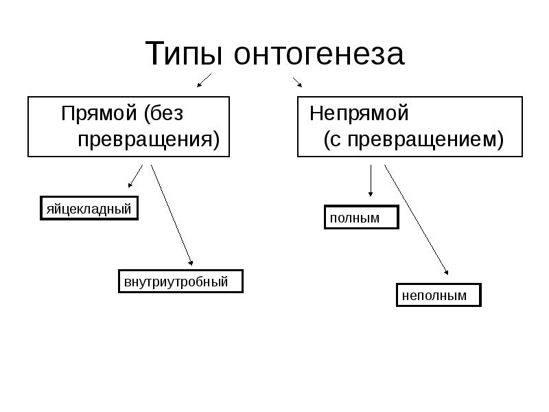 Схема онтогенеза человека