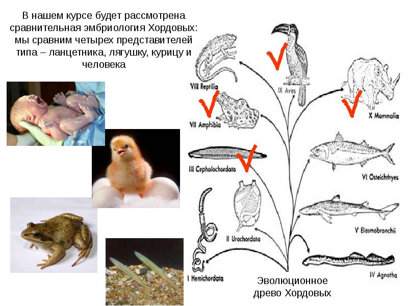 Процессы онтогенеза животных схемы. Типы онтогенеза схема. Типы онтогенеза таблица. Эволюционное Древо типа хордовых. Онтогенез курицы.