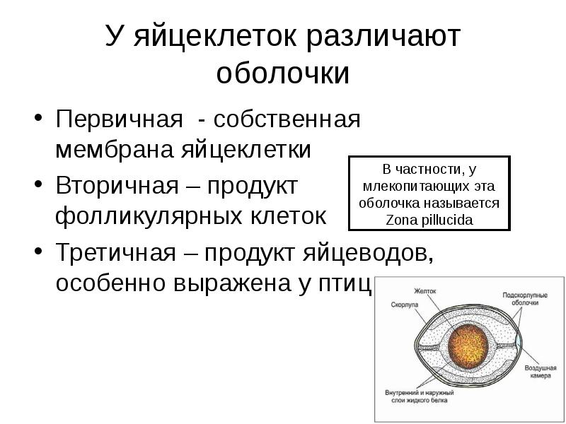 Яйцеклетки образуются. Студенистая оболочка яйцеклетки. Яйцевые оболочки – первичная, вторичная, третичная. Оболочки яйцеклетки млекопитающих. Строение яйцеклетки анатомия.