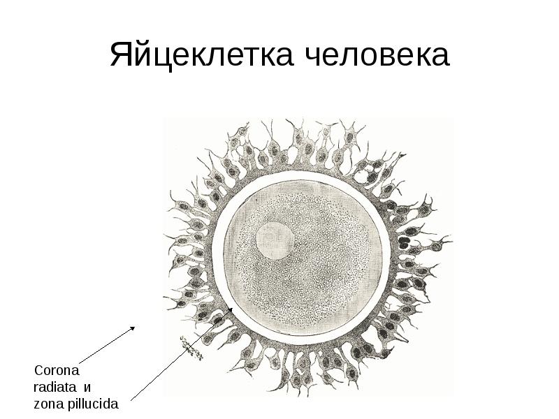 Яйцеклетка картинка с подписями